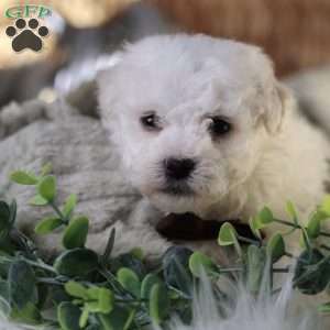 Tiny-Nicolas, Bichon Frise Puppy